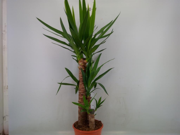<h4>Yucca   ...</h4>
