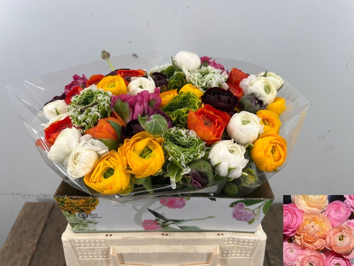 <h4>RAN GEM IN BOS</h4>