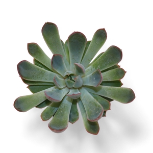 Echeveria Pink Edge Cutflower Wincx-8cm