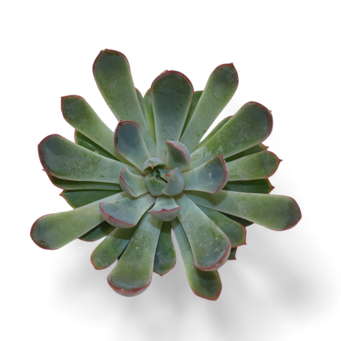 <h4>Echeveria Pink Edge Cutflower Wincx-8cm</h4>