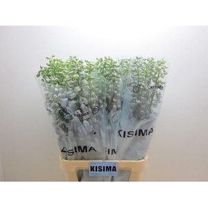 Delph Guardian Lavender Kisima