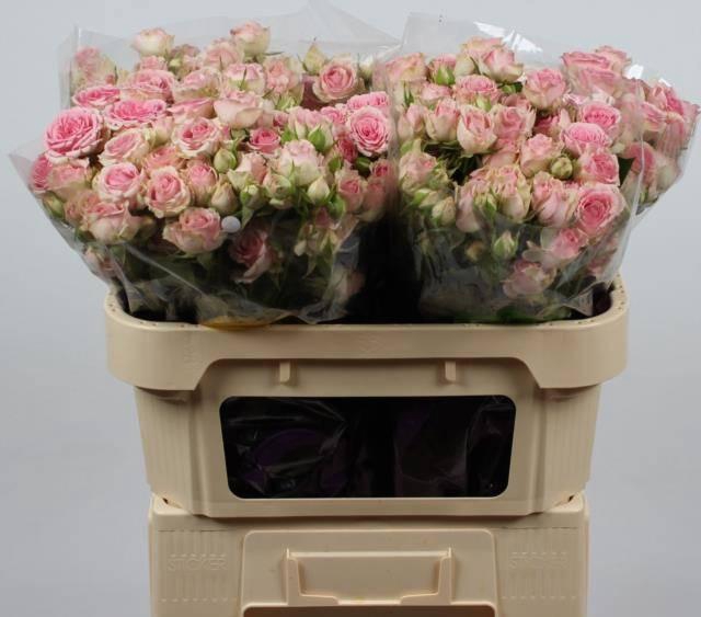 <h4>R TR DINARA</h4>