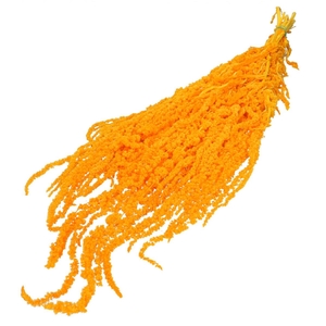 Amaranthus hang 60cm x5