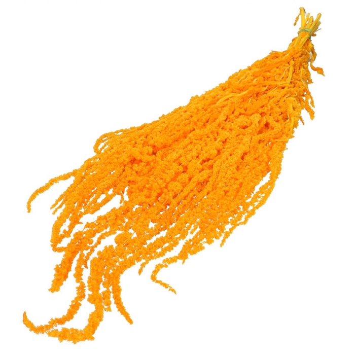 <h4>Droogbloem Amaranthus hang 60cm x5</h4>