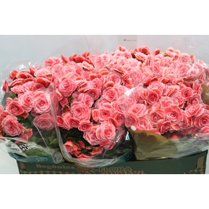 BEGONIA BORIAS P15