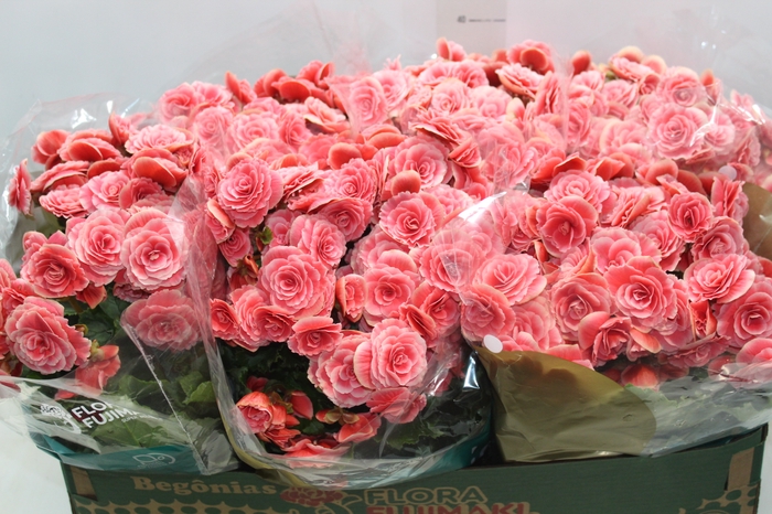 <h4>BEGONIA BORIAS P15</h4>
