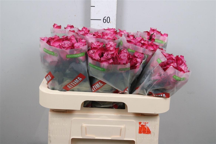 <h4>R Gr Deep Purple</h4>