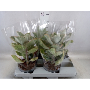 Kalanchoe NF beharensis