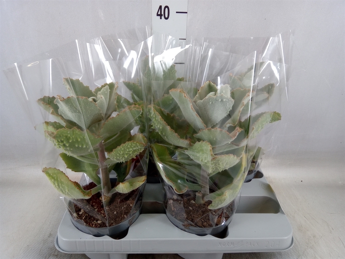 <h4>Kalanchoe NF beharensis</h4>