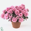 RHODO SI NANNY