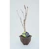 Ginkgo