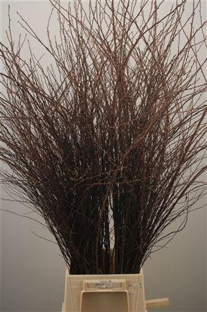 <h4>Spirea White Per Bunch Extra</h4>
