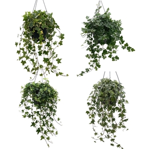 hedera he gemengd hang