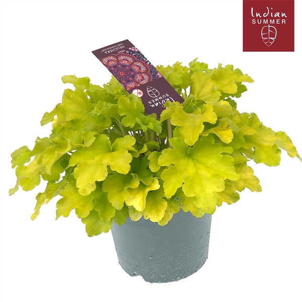 <h4>Heuchera 'Indian Summer' Lime</h4>