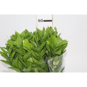 FOLHAGEM RUSCUS 050 CM