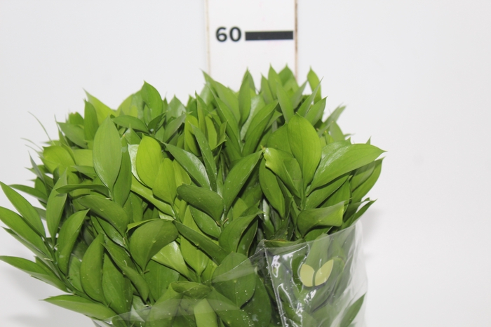 <h4>FOLHAGEM RUSCUS 050 CM</h4>