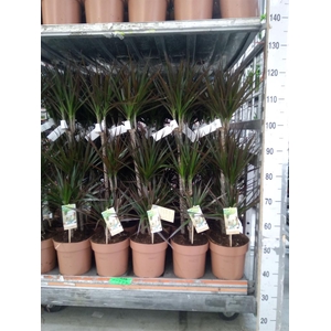 Dracaena marg. 'Magenta'