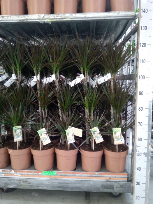 <h4>Dracaena marg. 'Magenta'</h4>