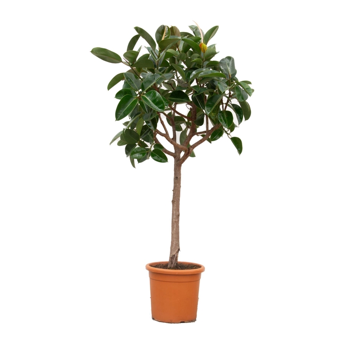 <h4>Ficus Elastica Robusta</h4>