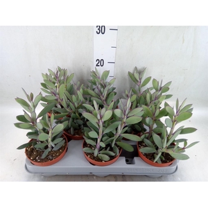Senecio crassissimus