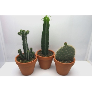 Cactus gemengd