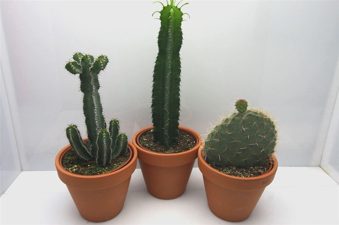 <h4>Cactus gemengd</h4>