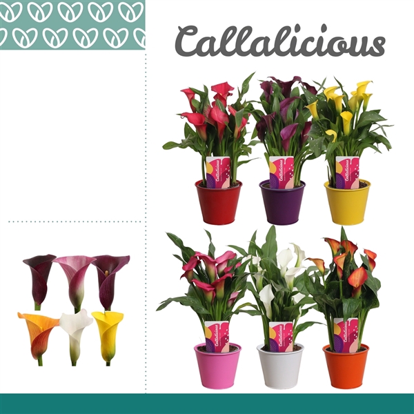 <h4>Zantedeschia Mix in Ompot Zara</h4>