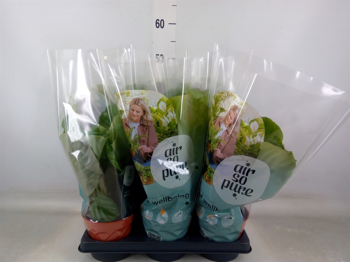 <h4>Calathea orbifolia</h4>