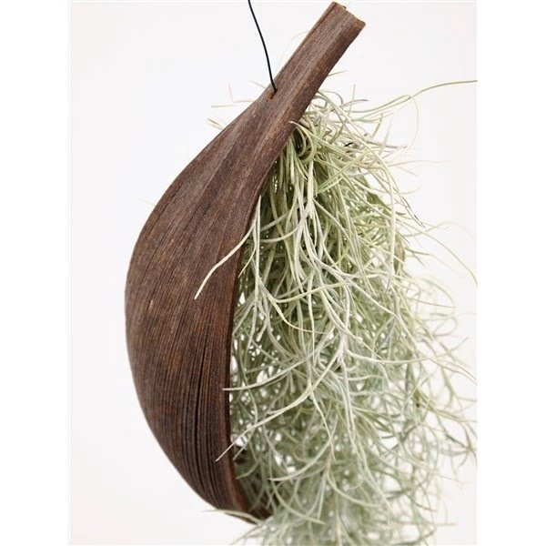 <h4>Tillandsia Zilver Cocos</h4>