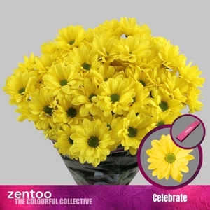 CHRYSANTHEMUM TR 'CELEBRATE'