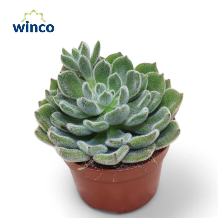 <h4>Echeveria Green Velvet</h4>