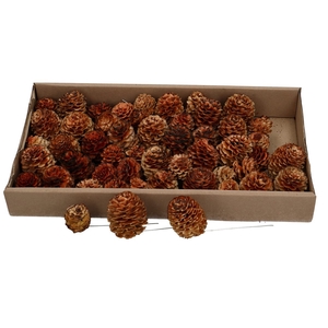 Pine cone Glabrum/wire x50