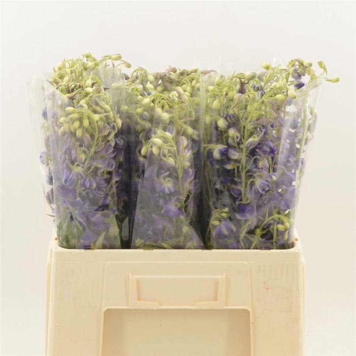 <h4>Delph double Overig | Paars Light</h4>