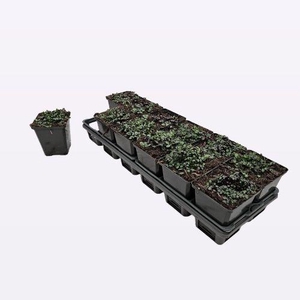 Pratia Pedunculata 'County Park'