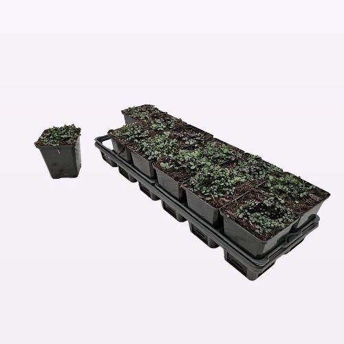 <h4>Pratia Pedunculata 'County Park'</h4>