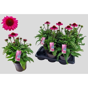 ECHINA SUNSEEK  PINK