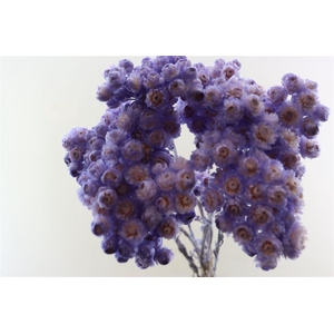 Dried Immortelle Lavender 10pcs Bunch Slv