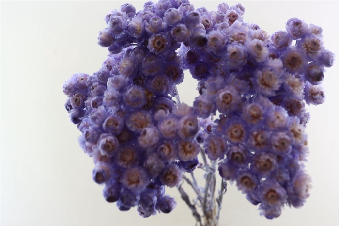<h4>Dried Immortelle Lavender 10pcs Bunch Slv</h4>
