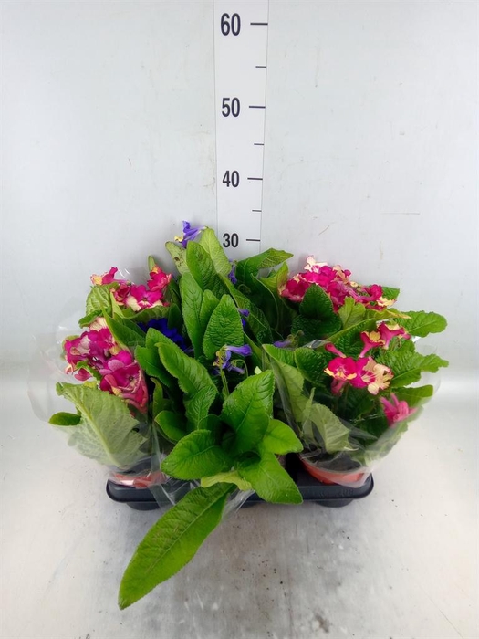 <h4>Streptocarpus   ...</h4>