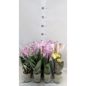Phalaenopsis   ...mix