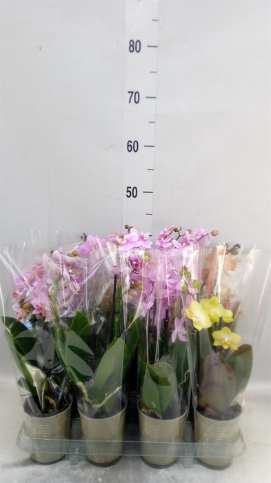 <h4>Phalaenopsis   ...mix</h4>