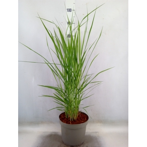 Panicum virgatum