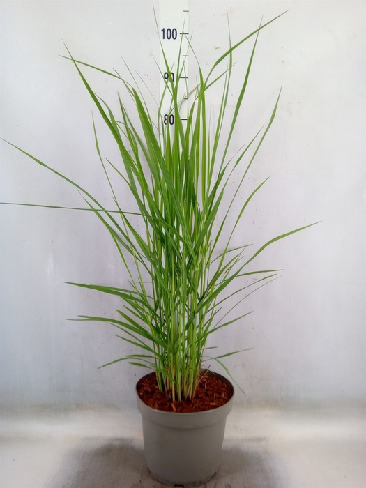 <h4>Panicum virgatum</h4>