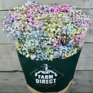 Gyps Pastel Rainbow
