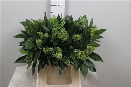 <h4>Skim C Kew Green Bs</h4>