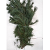 Dec Pinus Strobus Bs