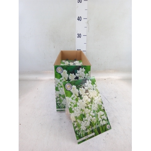 Hyacinthus   ...flowerbulbs