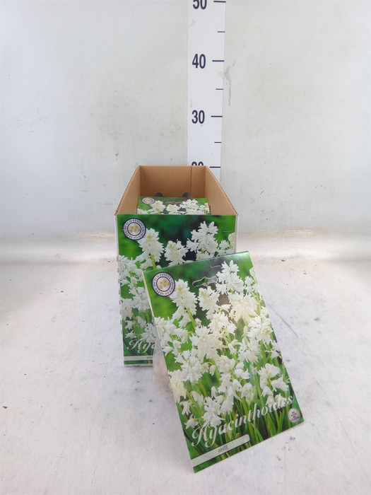 <h4>Hyacinthus   ...flowerbulbs</h4>