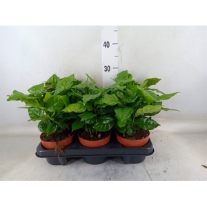 Coffea arabica