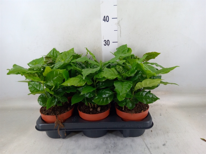 <h4>Coffea arabica</h4>